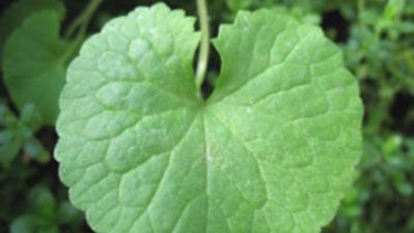 Daun Pegagan