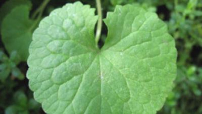 Daun Pegagan