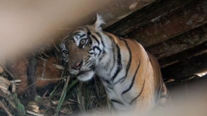 Harimau Sumatera (panthera tigris sumatrae) di Desa Tarok, Padang Pariaman