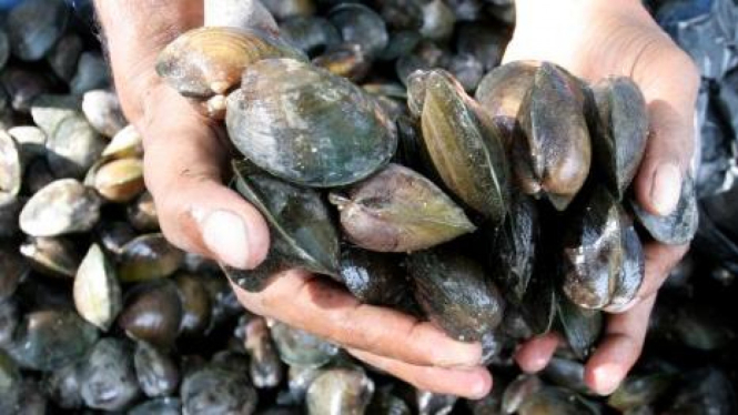 Kerang jenis Lokan (Polymesoda expansa)