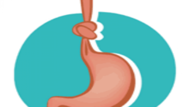 Ilustrasi organ lambung.