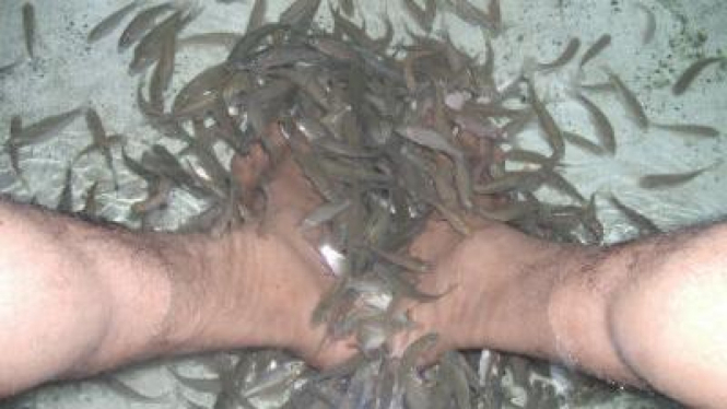 Terapi Ikan