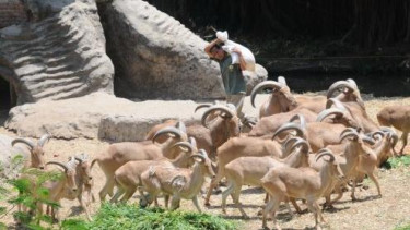Rusa di Kebun Binatang Surabaya