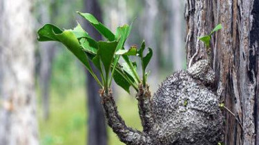 Tumbuhan sarang semut atau Myrmecodia