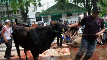 Daging Qurban Idul Adha 1432 Hijriah