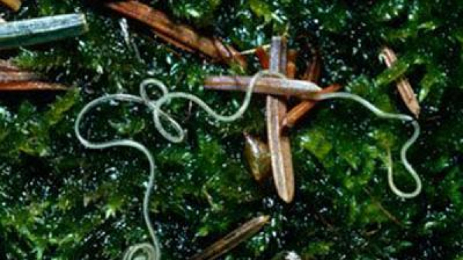 Cacing gelang.