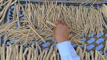 Batang pohon Siwak (Salvadora Persica), pembersih gigi sunnah Nabi Muhammad