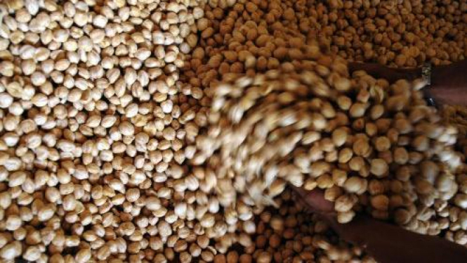 Buah Kemiri  (Aleurites moluccana)