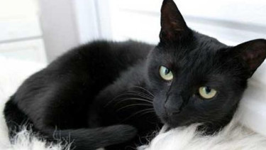 Kucing hitam.