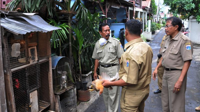 Sweeping unggas di Tebet