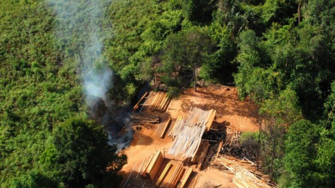 Pembalakan hutan di Pulau Padang, Meranti, Riau.