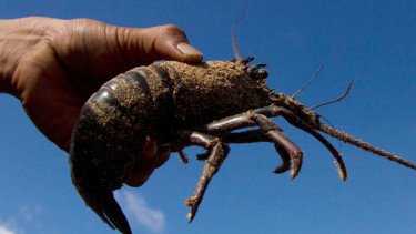 Lobster 