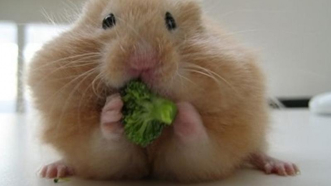 Hewan Hamster.