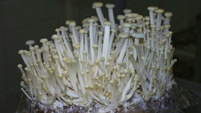 Jamur Enoki