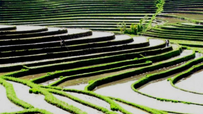 Sistem irigasi subak di Bali