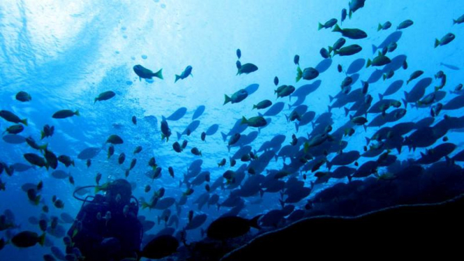Mengintip Keindahan Raja Ampat