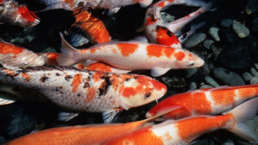 Ikan Koi