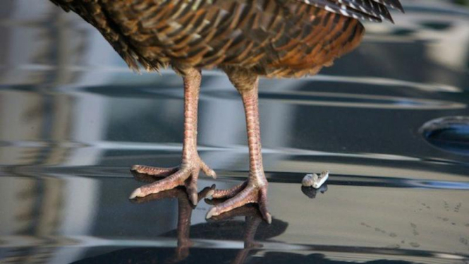 Kotoran burung menempel di mobil