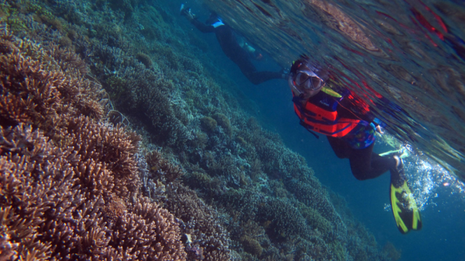 Pesona bawah laut Raja Ampat