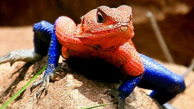 Kadal mirip Spiderman.
