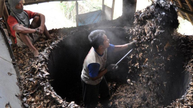Penyulingan daun cengkeh untuk diambil minyak