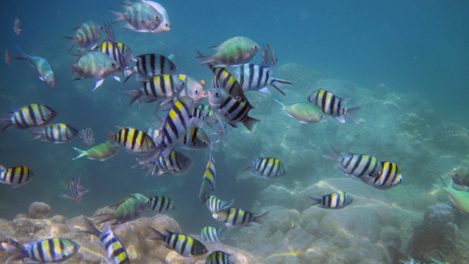 Keindahan bawah laut di Pulau Semak Daun