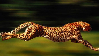 Populasi Cheetah di Dunia Tinggal 1.700 Ekor