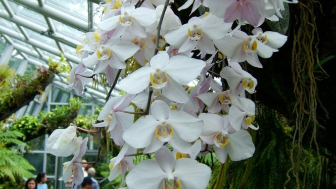 ilustrasi botanical garden