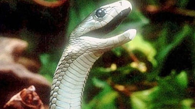Ular berbisa