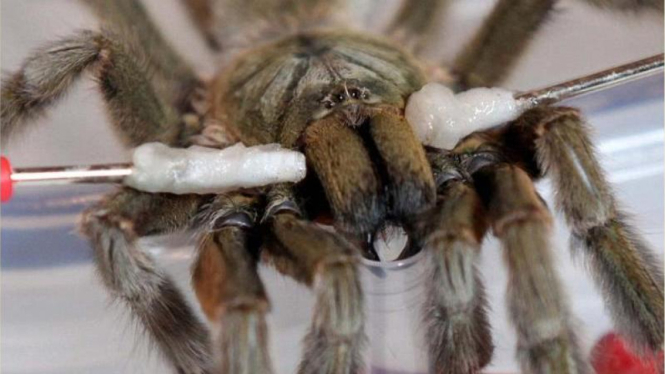 Cara Ubah Racun Tarantula Jadi Painkiller