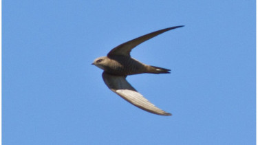 Burung Walet