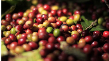 Biji Kopi
