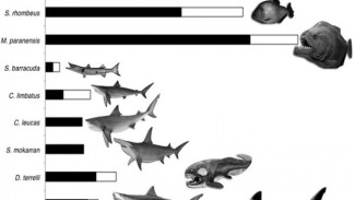 Gigitan Mega Piranha Hancurkan Tulang Mangsa