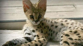 Daftar Kucing Peliharaan Bermotif  Macan Tutul