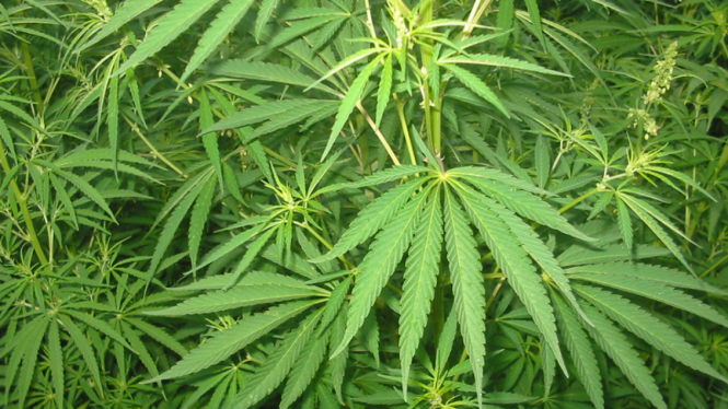 Daun ganja