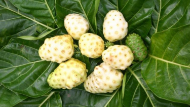 Mengkudu