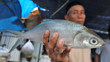 Penjualan Ikan Bandeng