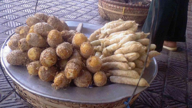 Umbi Garut