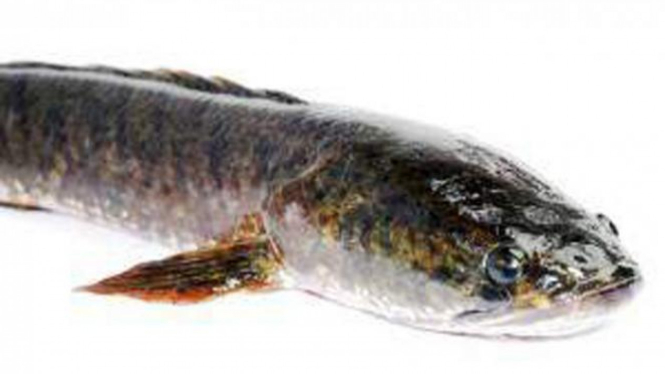 Ikan Gabus (Channa striata)