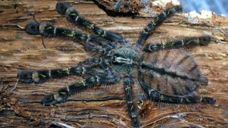 Spesies Baru Tarantula Sebesar Muka Manusia