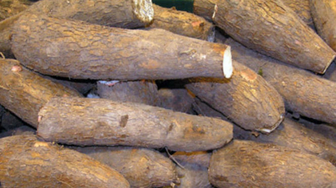 Singkong.