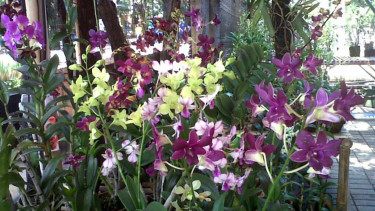 Flora Fest Ecopark Ancol