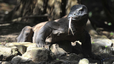Wisata Komodo