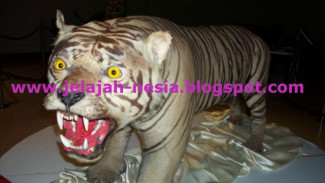 Koleksi Harimau dan Satwa Awetan di Zoo Maharani