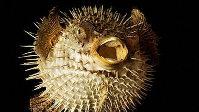 Ikan Buntal