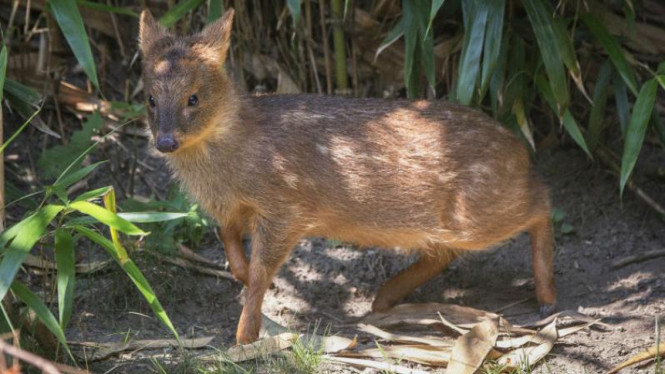 Rusa Pudu