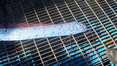 ikan oarfish