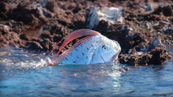 Ikan Oarfish.