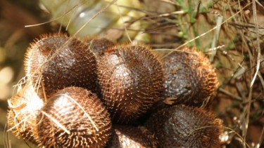 Salak Pronojiwo