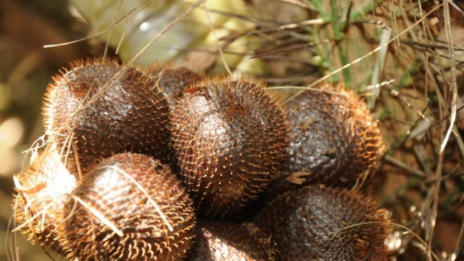 Salak Pronojiwo